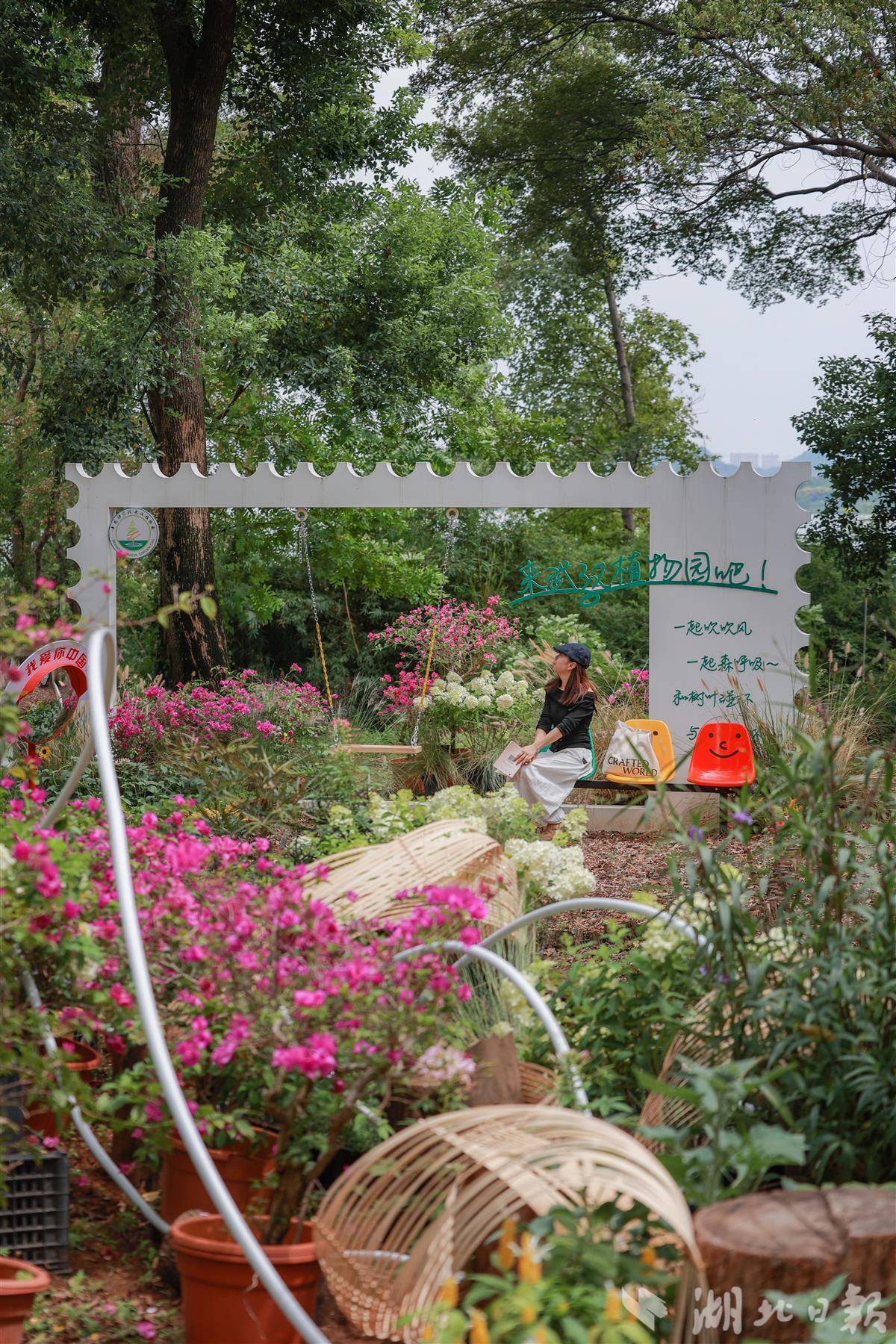 圆锥绣球 嘉芮摄 (1).jpg