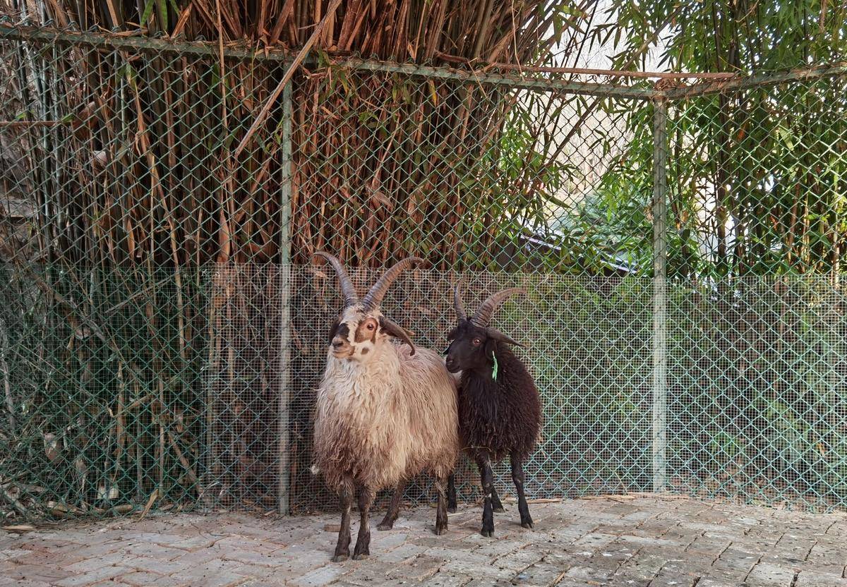 12月28日,襄阳环城公园动物园突然多了两只特别的羊.