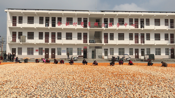 近日,在老河口市张集镇余刘村村委会门前的空地上,不少村民正忙着剥