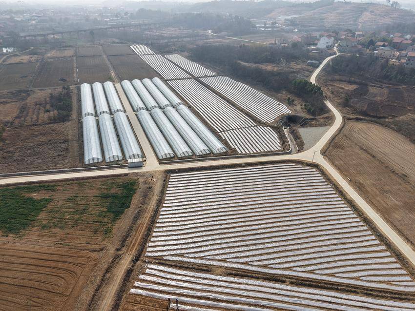觅儿寺镇:野菊花奏响乡村振兴 "进行曲"