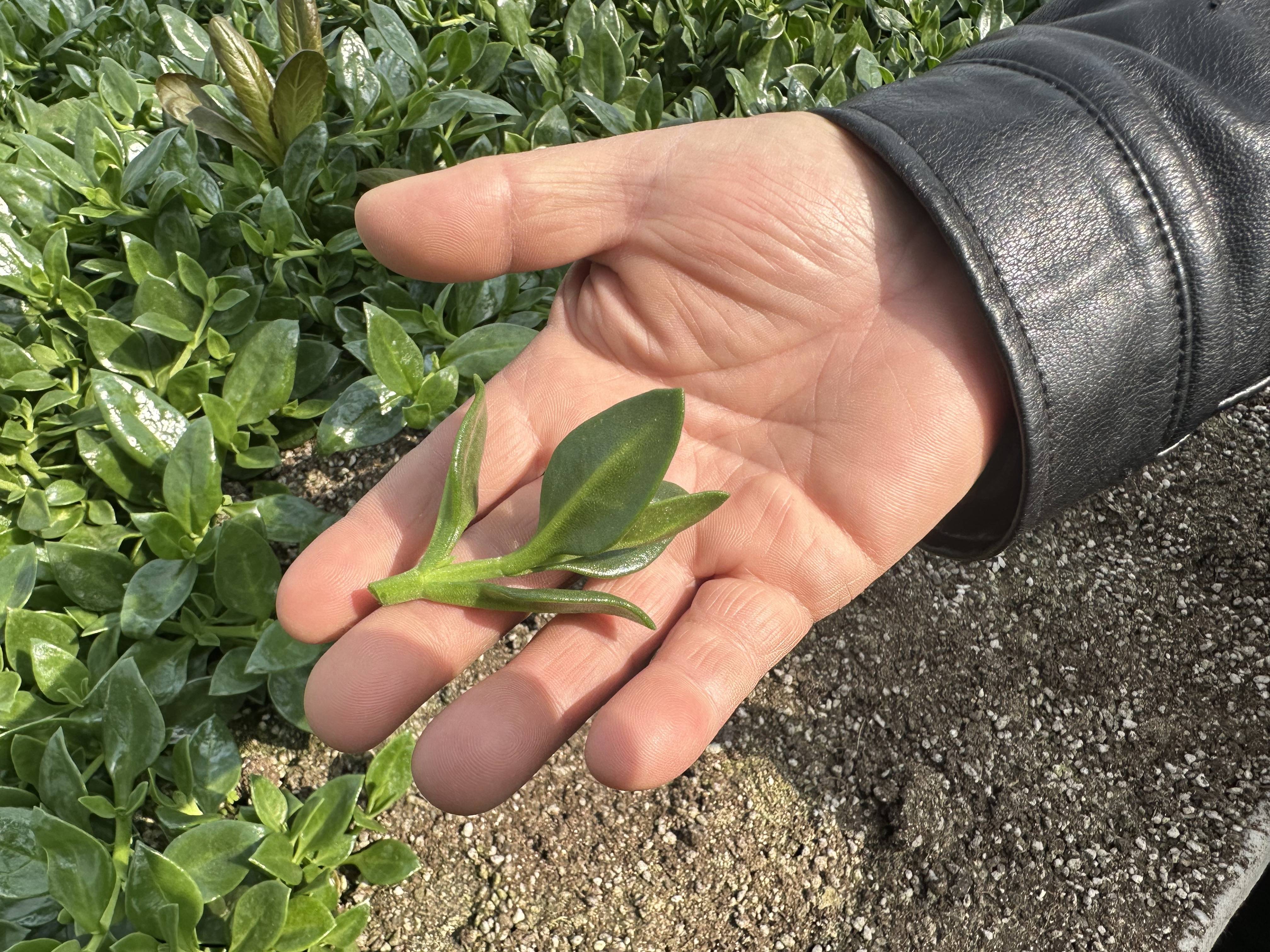 随手摘下的田七菜，可生食（记者 陈莉霖 摄）