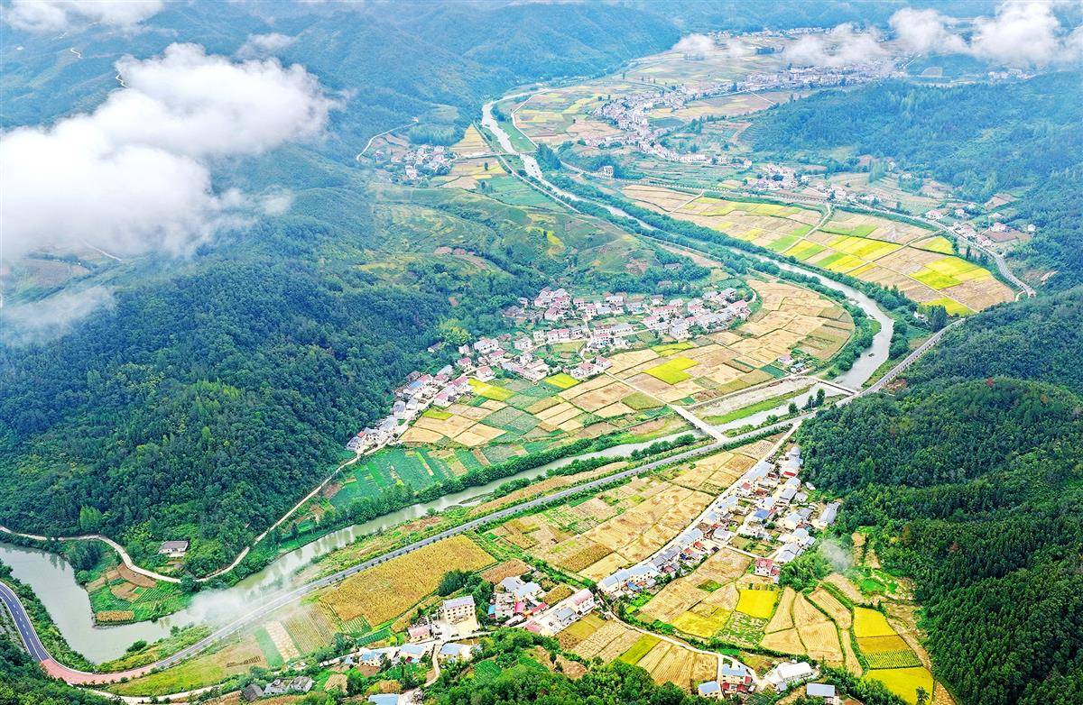 image_949693_2025年9月14日,十堰市竹山县深河乡两道村,两道河流域大面积水稻迎来丰收时节,金黄色的田园与蜿蜒的河流、交织的公路、整洁的村庄、苍翠的青山、飘渺的云雾相互映衬,构成一幅和美乡村画卷。.jpg