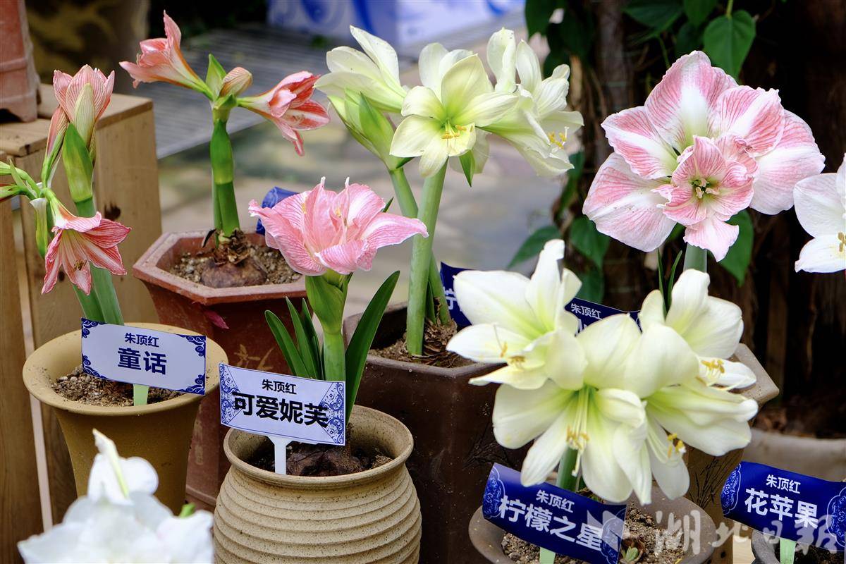 朱顶红 程想摄 (2).jpg