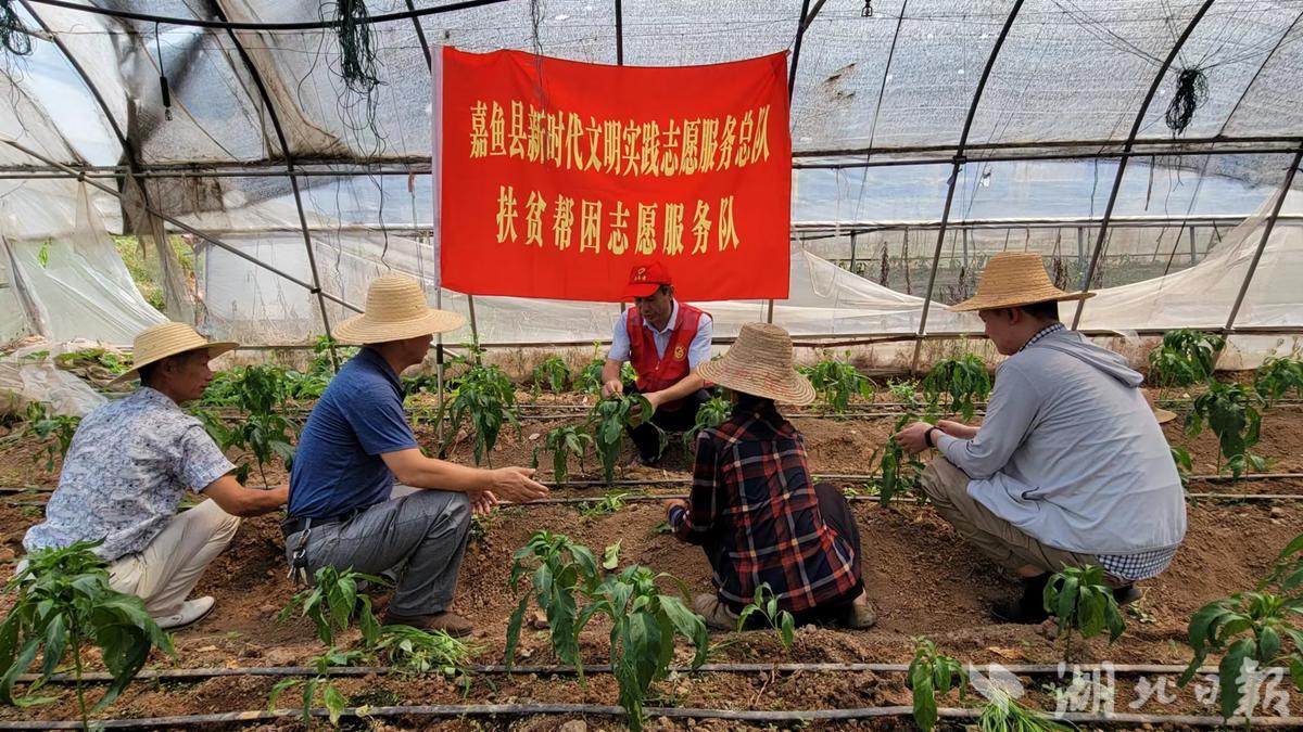助力农民增收 扶贫帮困志愿服务队走进嘉鱼县陆溪镇 - 湖北日报新闻客户端