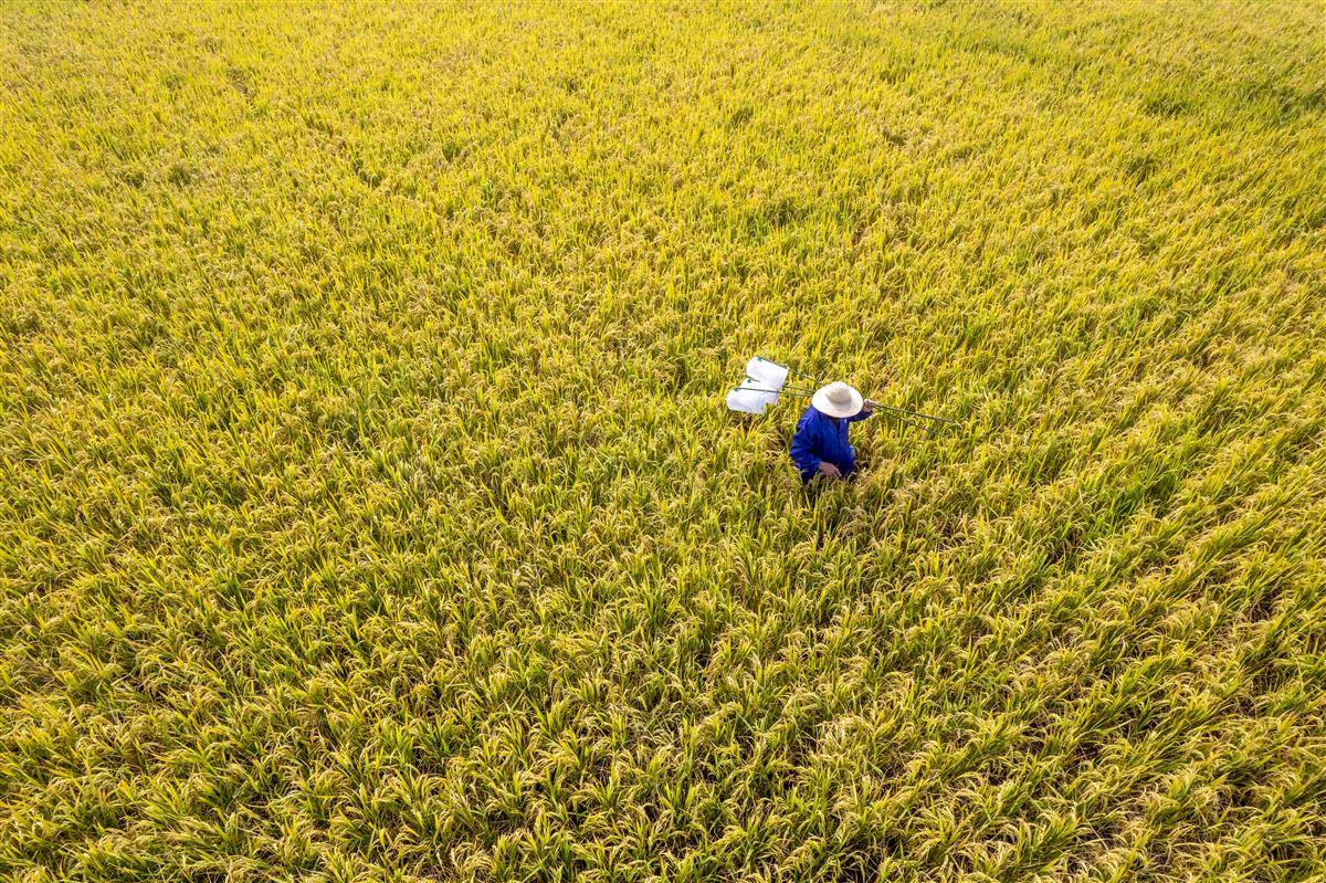 在湖北监利的“江汉大米”核心产区，农民在田间劳动。（通讯员 张志斌 摄）.jpg
