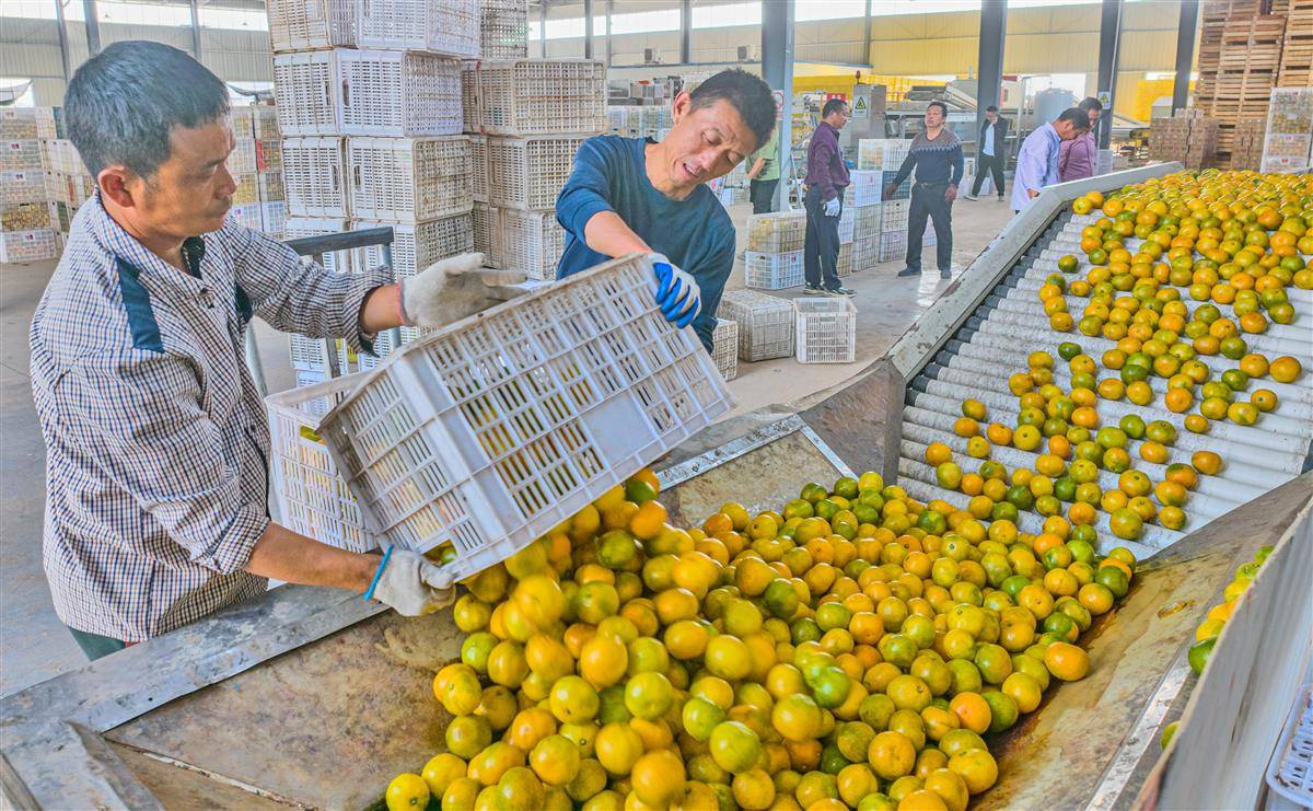 cb202409122103332711687goy.jpg cb202409122103332711687goy.jpg