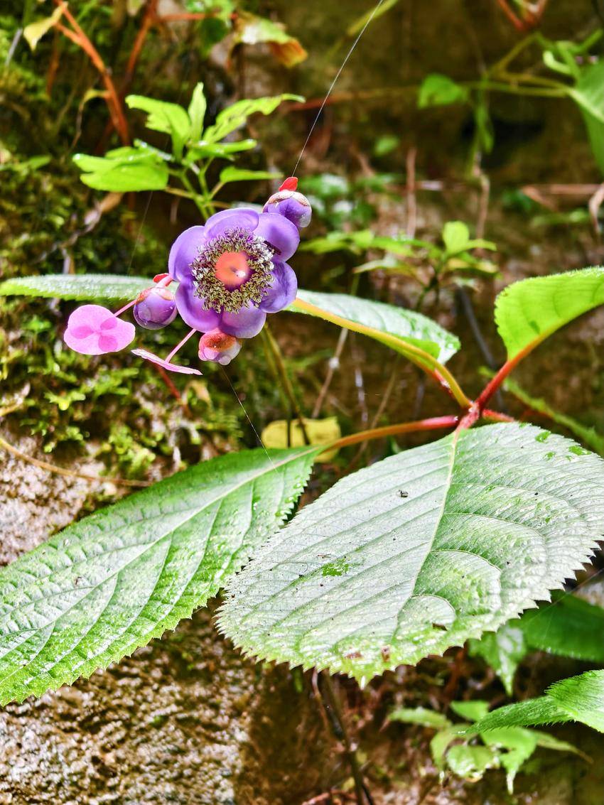 植物界"连体婴儿"含苞吐蕊!保康发现罕见大面积叉叶蓝群落