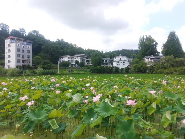 利川涼霧諸天村落皆風景鄉村入畫來