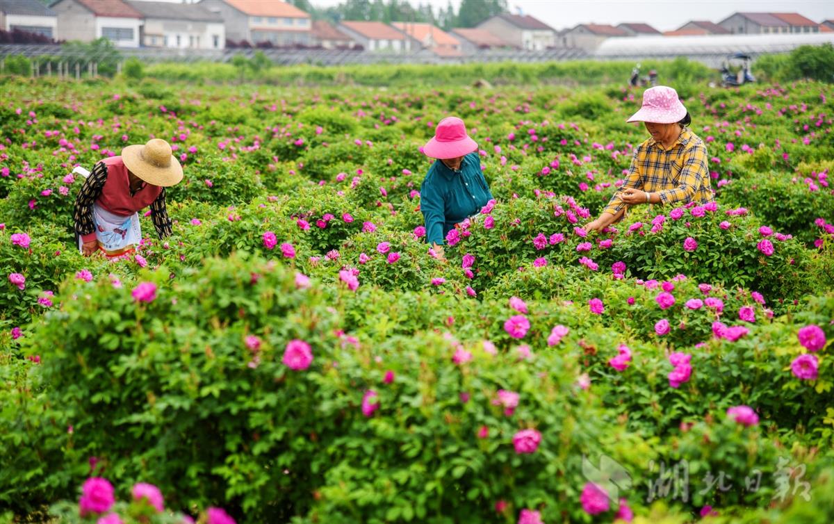 河北玫瑰花种植基地图片