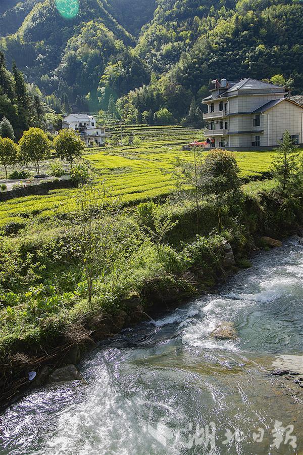 美丽水田坝 那就是我家 - 湖北日报新闻客户端