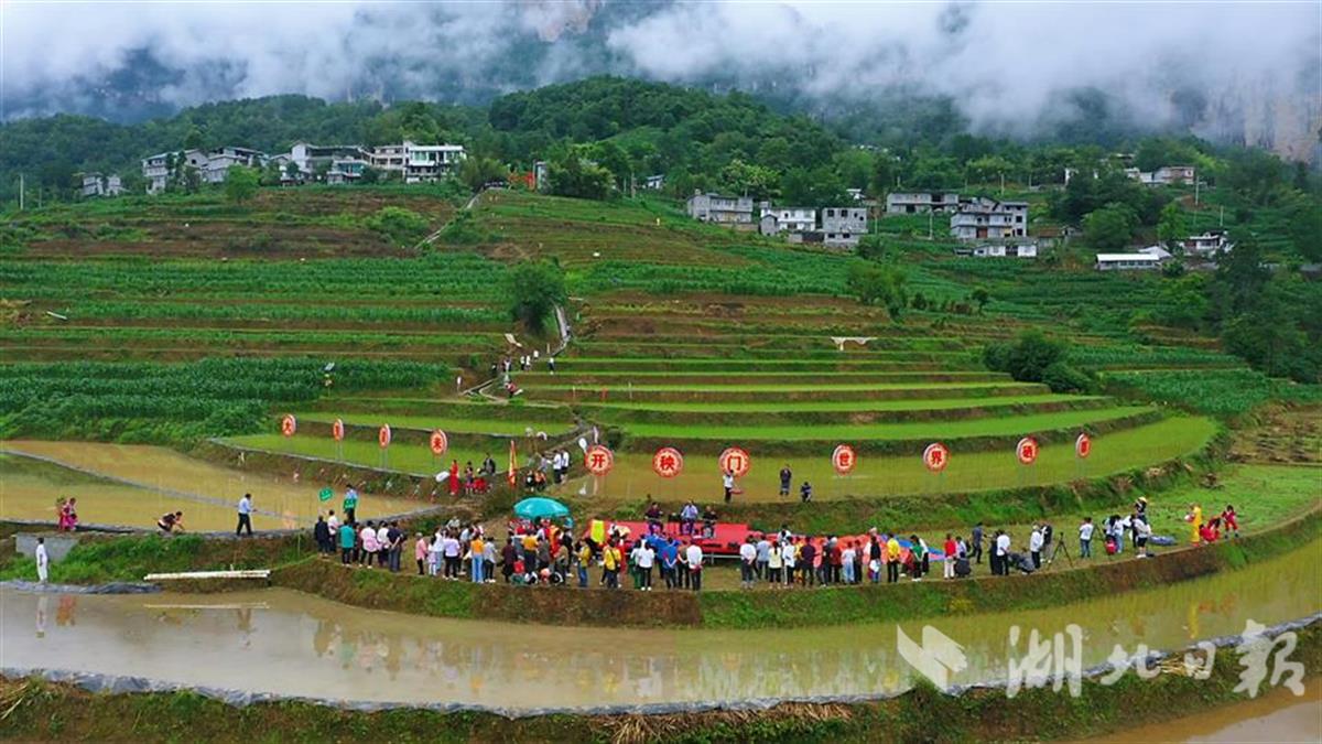 景阳镇社坦村举办开秧门活动