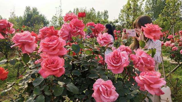襄阳600亩月季花竞相绽放