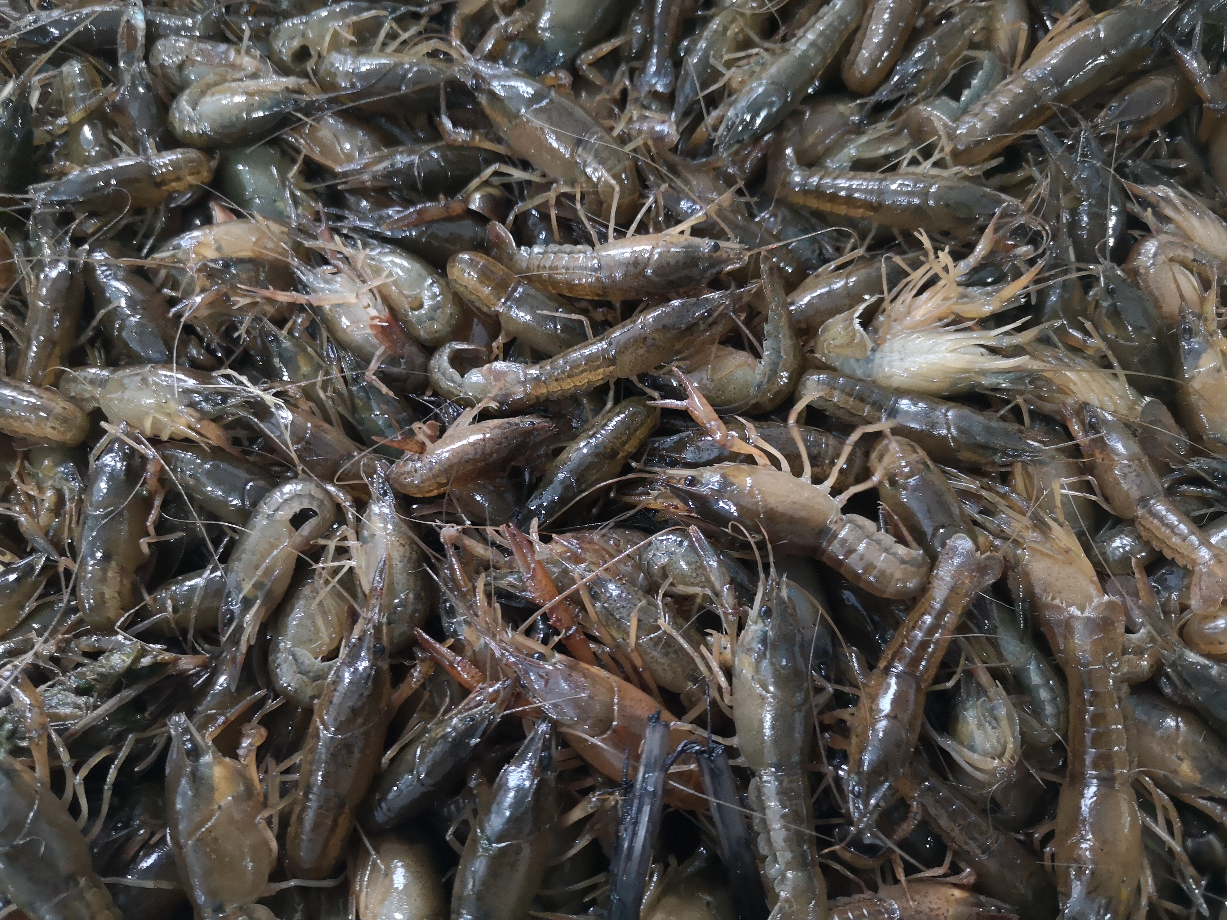 虾苗赶早上市卖得俏