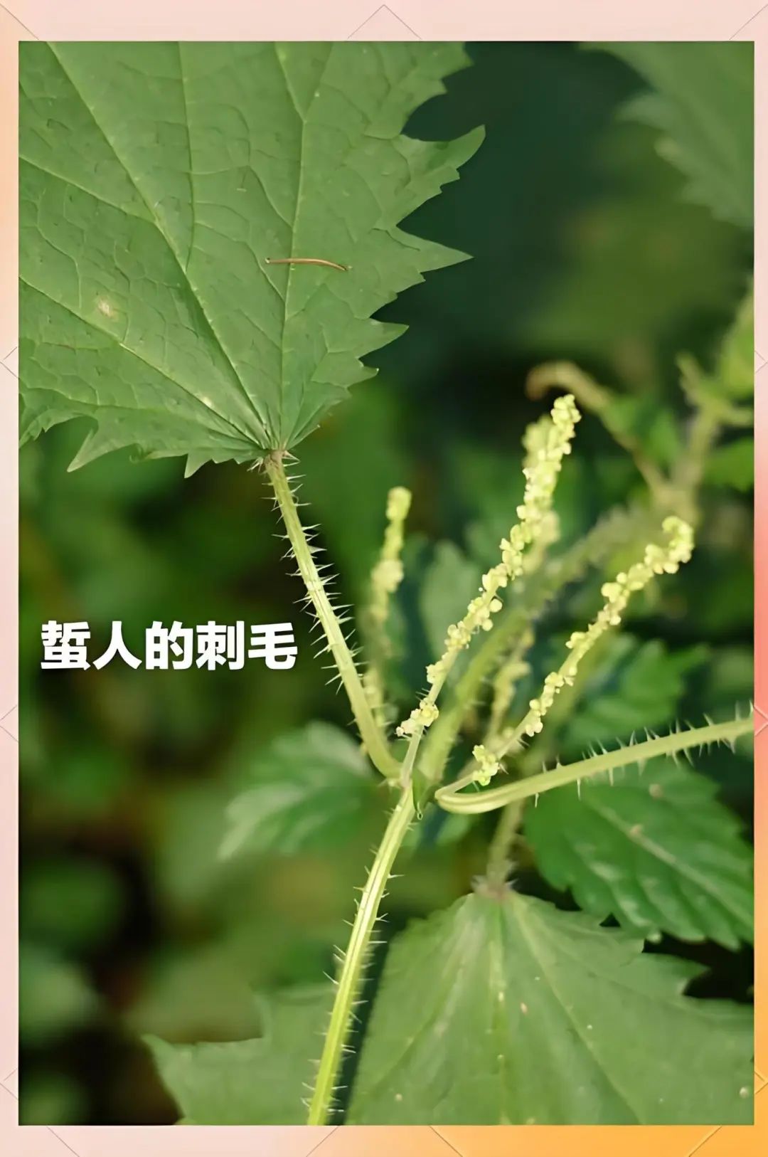 盘点那些被读错的植物 | 会读荨麻疹，居然不会读“荨麻”？ - 湖北日报新闻客户端