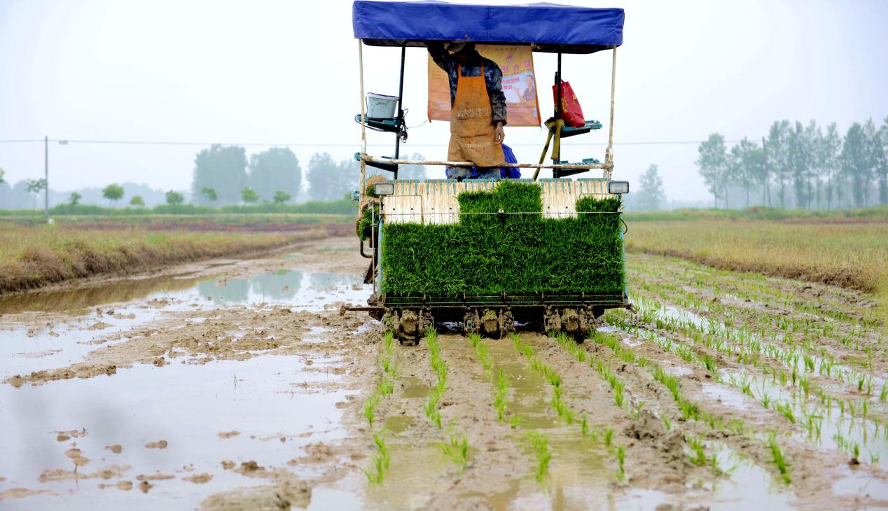 集中育秧机械插秧老河口水稻生产跑出加速度