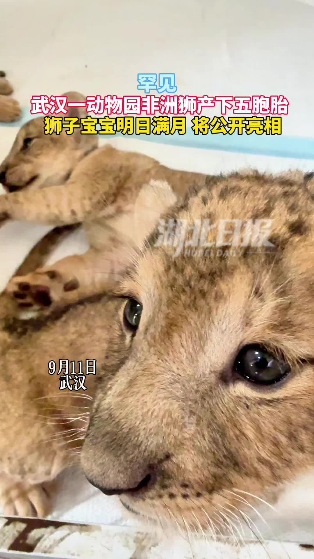 罕见！武汉一非洲狮诞下五胞胎并全部成活