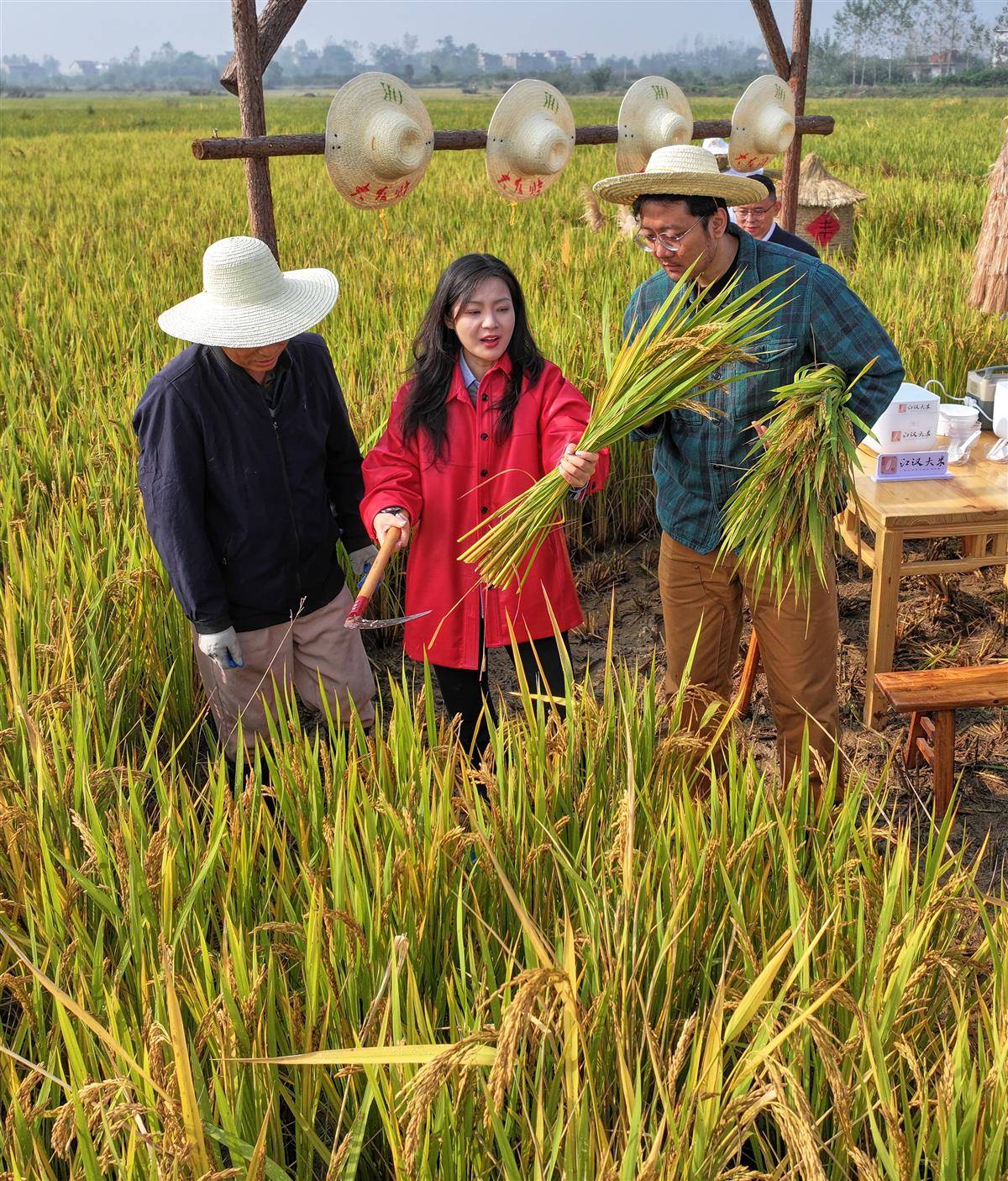 主播一行尝试亲手割稻穗 摄影：宋枕涛.jpg