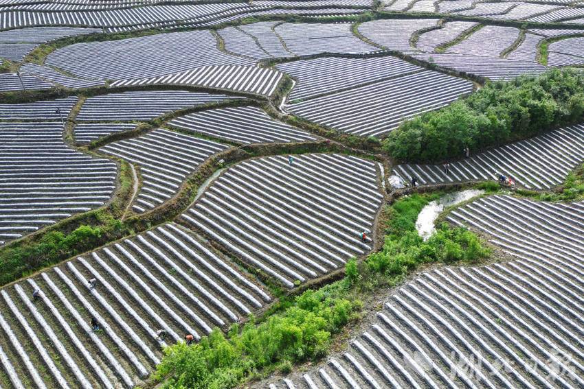 咸丰曲江镇:烟叶移栽正当时 田园美景如诗画