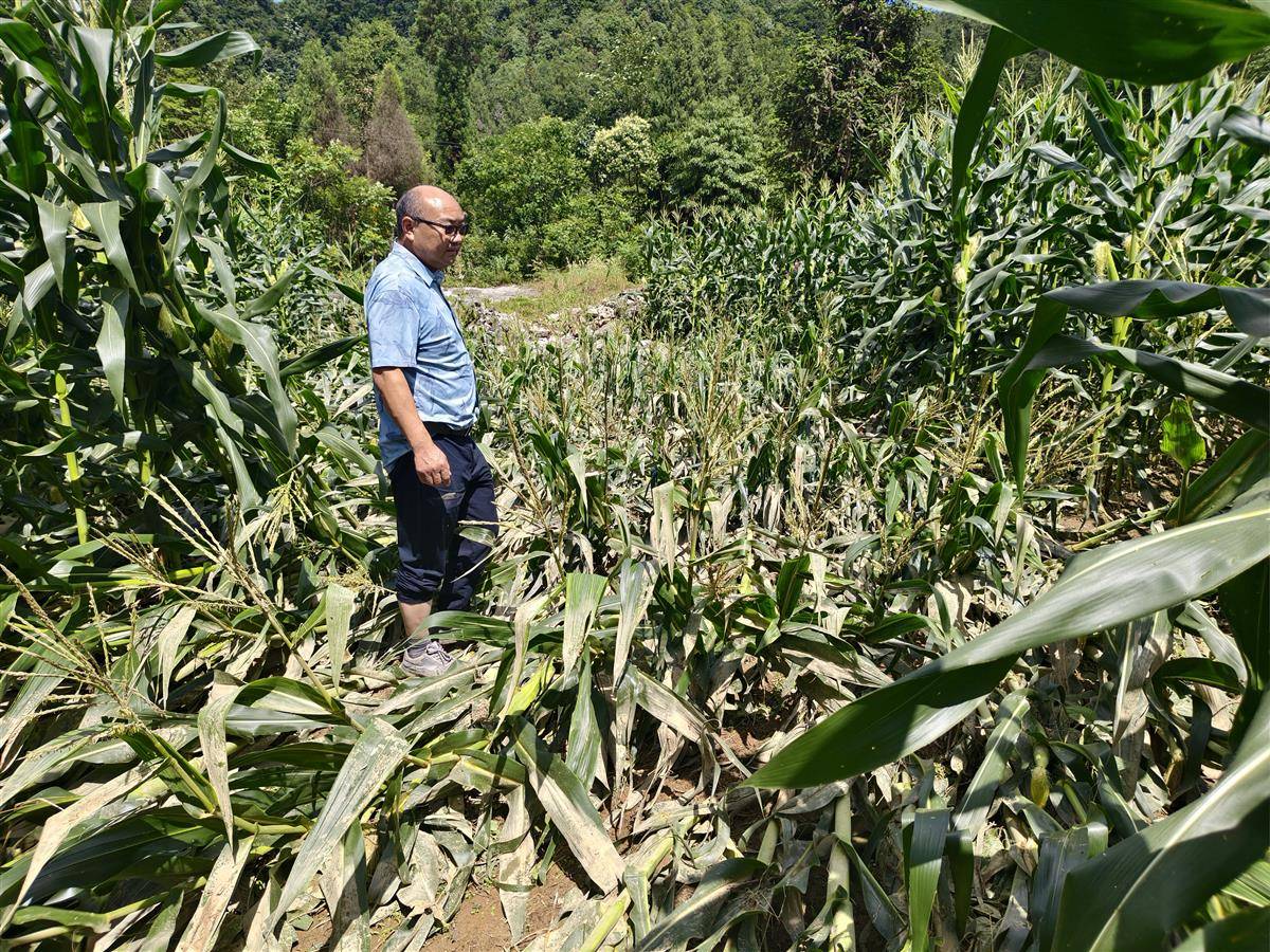 咸丰县忠堡镇农业服务中心农技指导人员邓涛在黄木坨村核灾.jpg 咸丰县忠堡镇农业服务中心农技指导人员邓涛在黄木坨村核灾.jpg