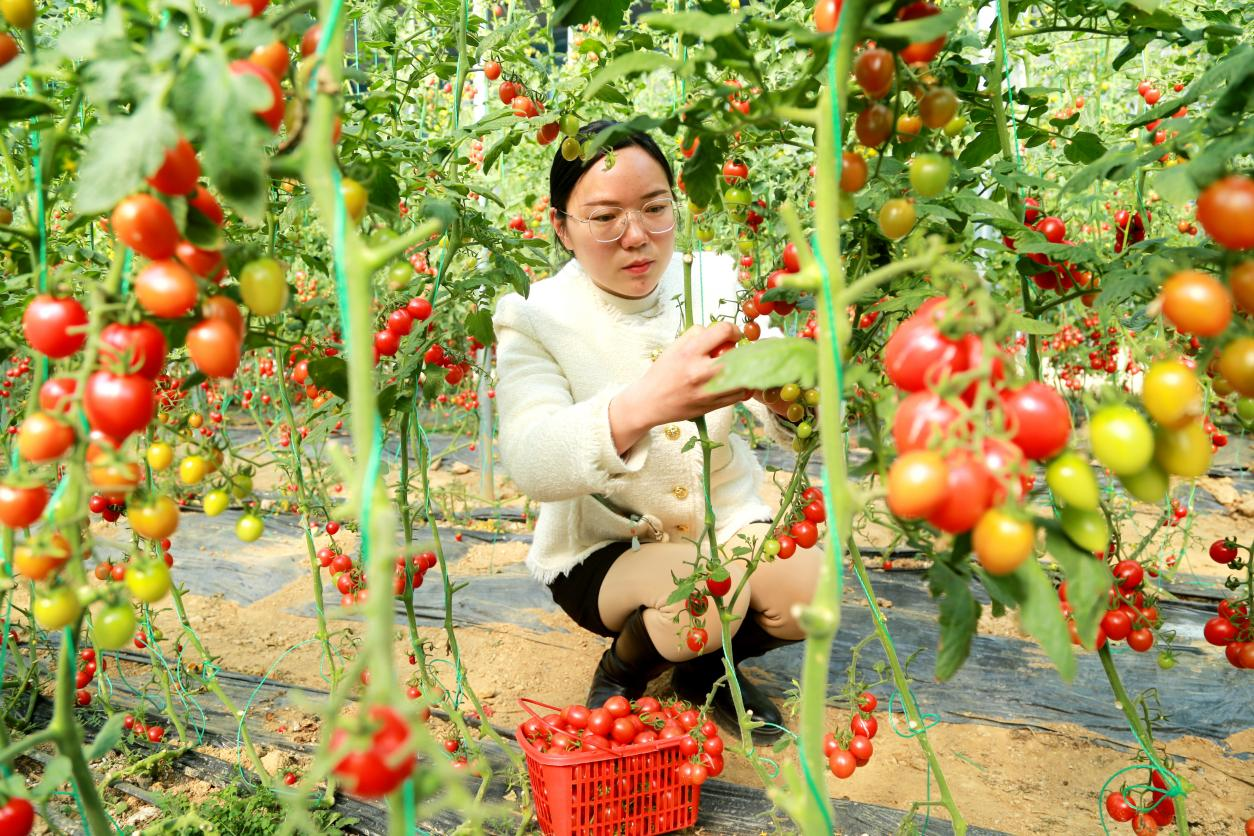 安陆李白村智慧大棚里的番茄长势喜人。（受访者 供图）.png