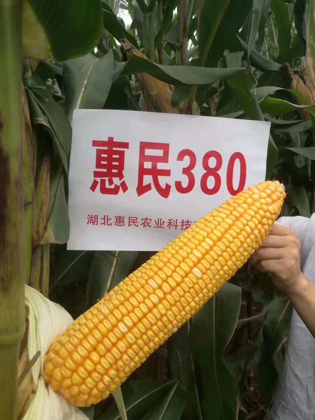 惠民191玉米种子图片图片