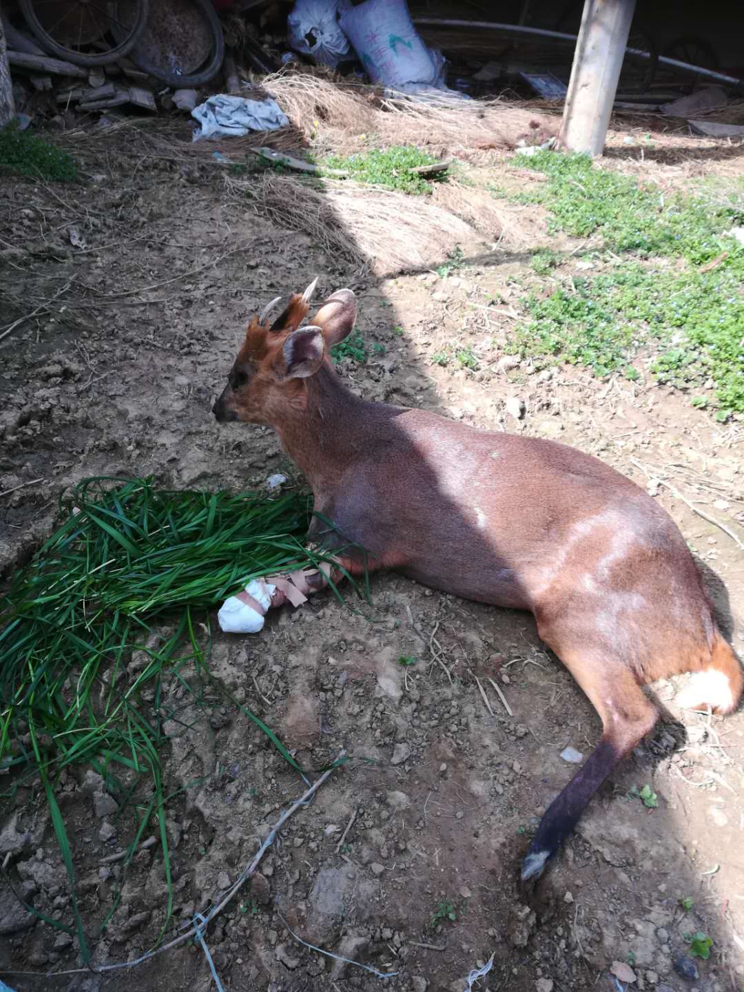 農村新報紅安救助受傷野生動物麂子