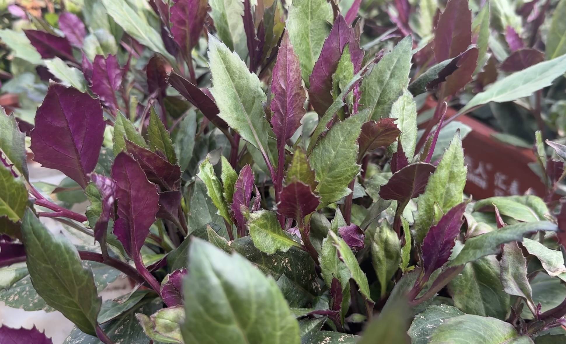 “紫背天葵”有补血的功效（记者 陈莉霖 摄）