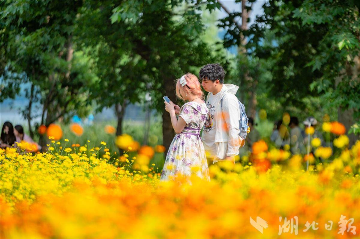 硫华菊 周江涛摄  (1).jpg