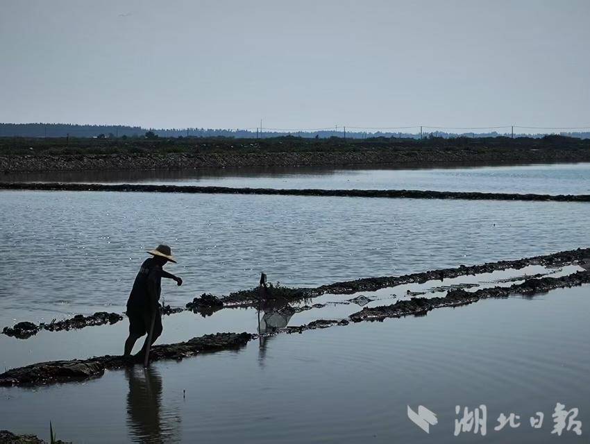 耕读路上 | 稻浪虾跃间，青春解码绿色密码 ——华农学子沉湖七日探寻“双水双绿”生态农业 - 湖北日报新闻客户端