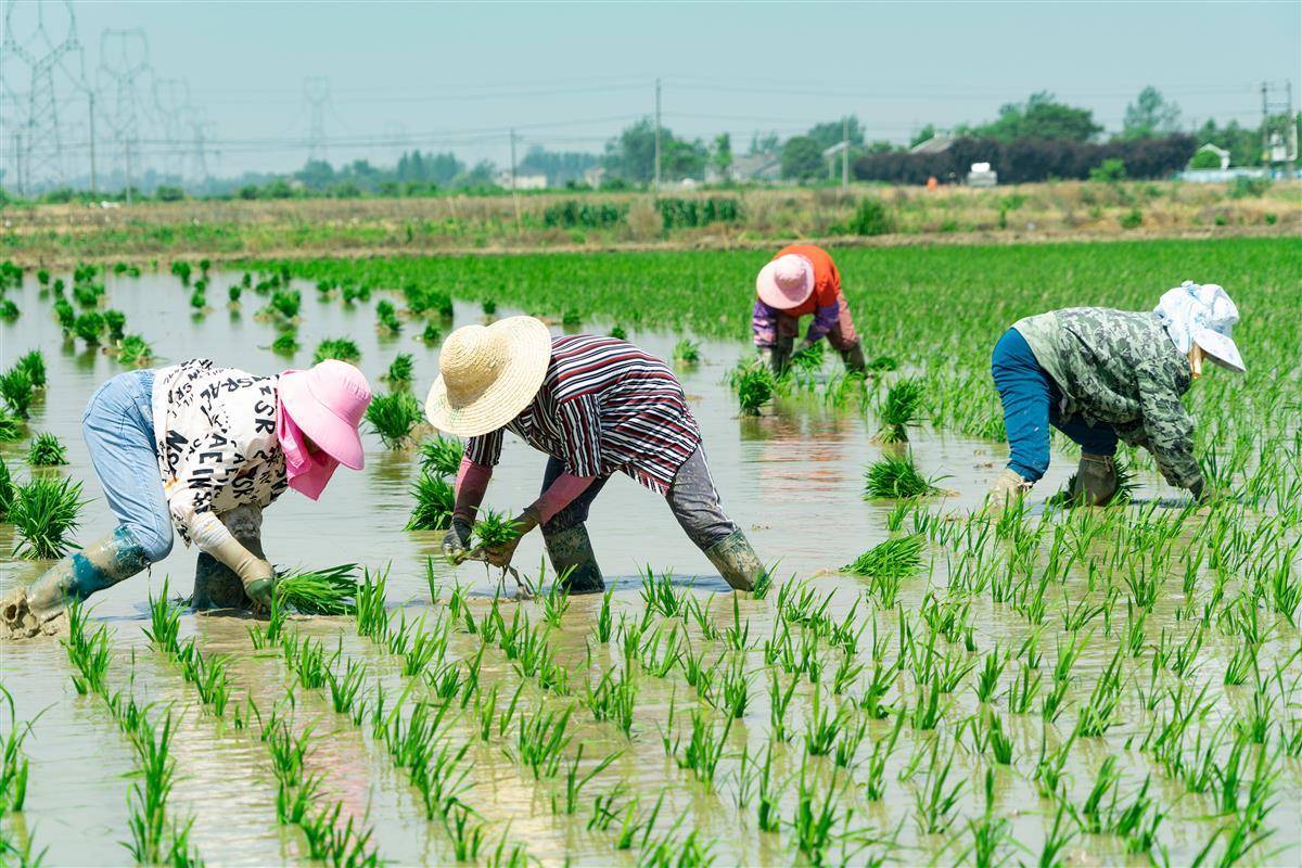 插秧时节田园美