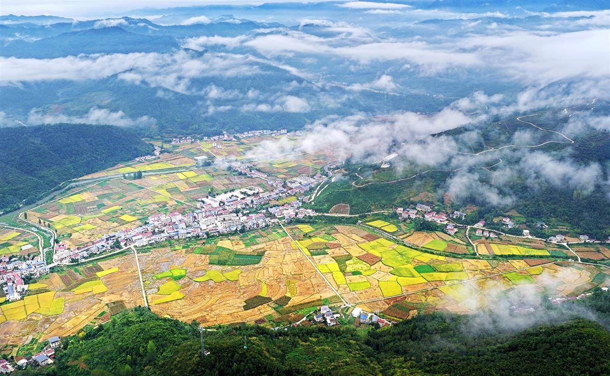 image_949694_2025年9月14日,十堰市竹山县深河乡两道村,两道河流域大面积水稻迎来丰收时节,金黄色的田园与蜿蜒的河流、交织的公路、整洁的村庄、苍翠的青山、飘渺的云雾相互映衬,构成一幅和美乡村画卷。.jpg