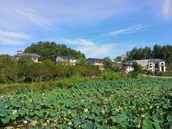 湖北日報客戶端8月8日訊(通訊員王仲偉)盛夏時節,走進利川市涼霧鄉