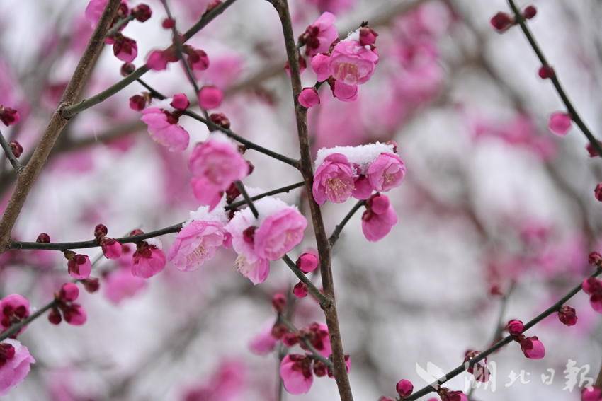 郧阳:雪中红梅俏 - 湖北日报新闻客户端