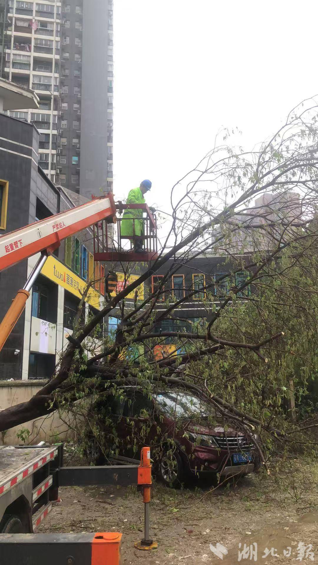 江汉区园林应急抢险队员清理一座停车场倒树。.jpg