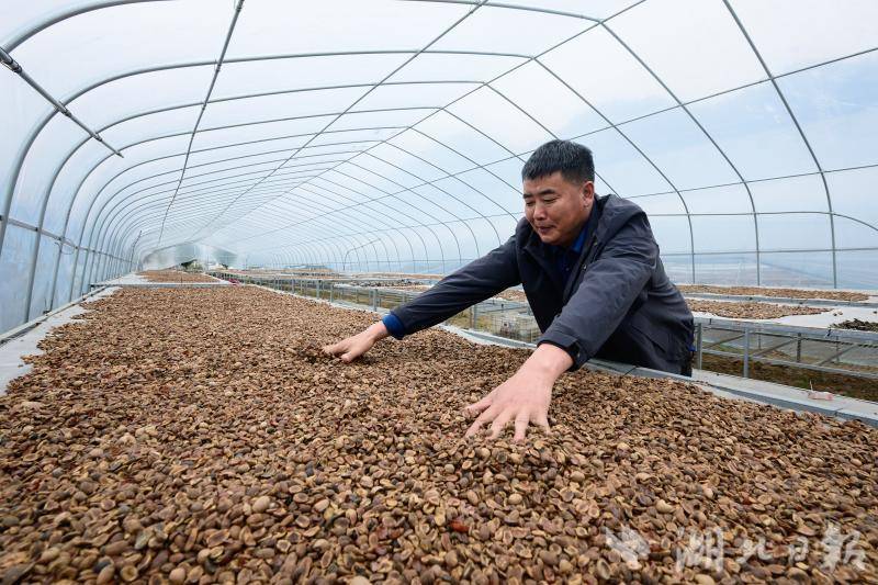 十堰三珍公司加工栎子出口日韩 - 湖北日报新闻客户端