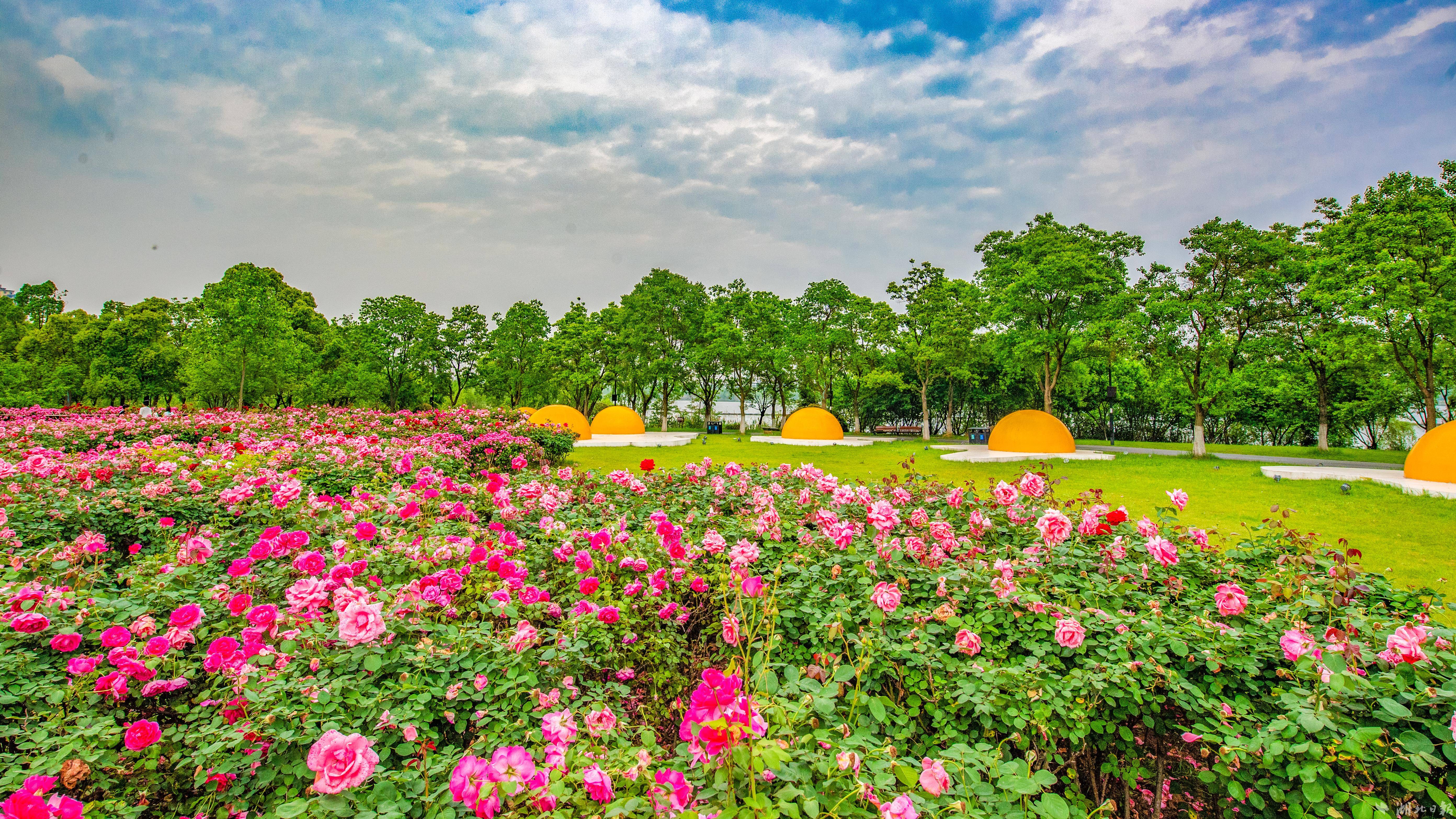 东湖桃花岛现玫瑰花海