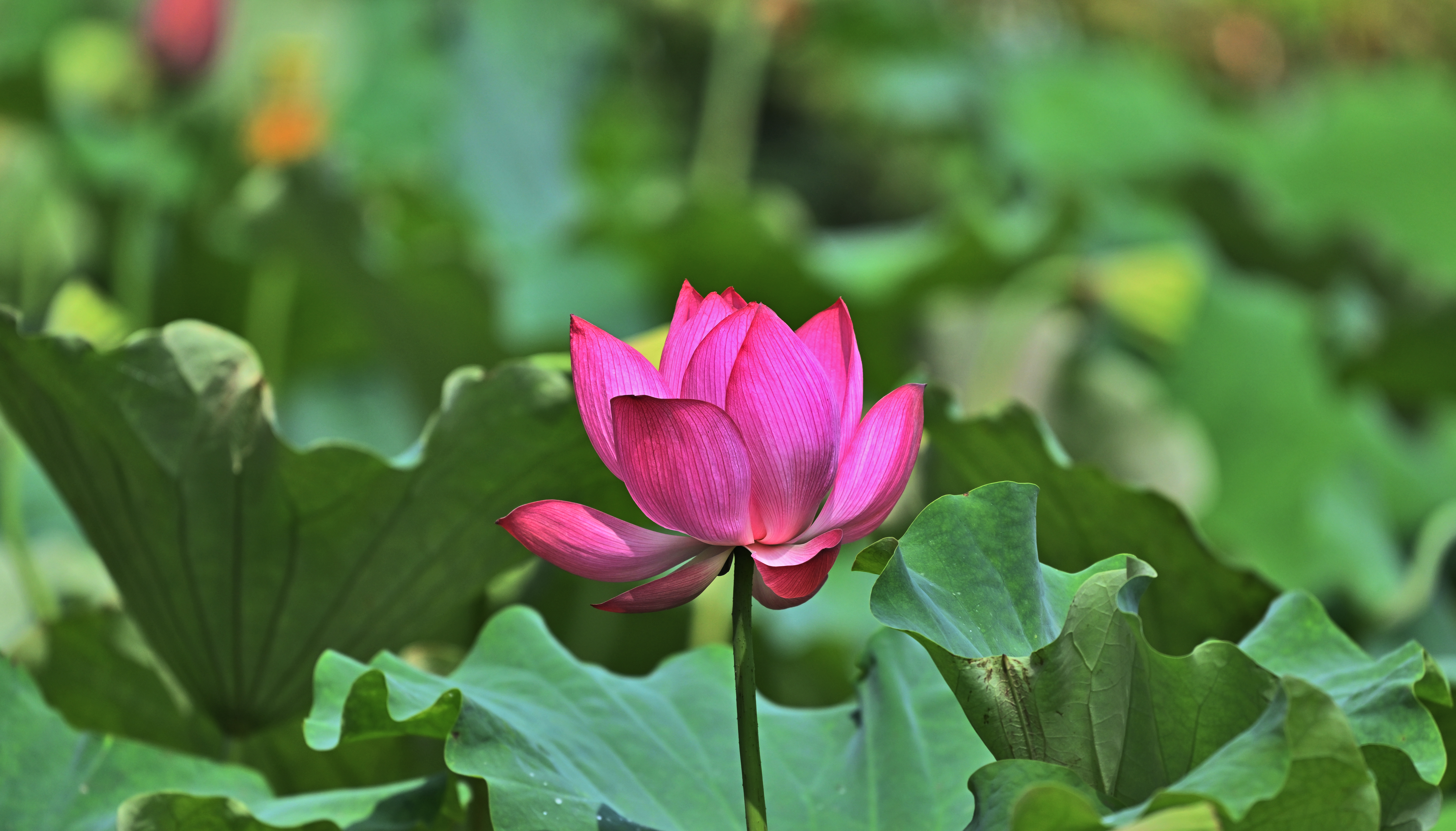 宜都:荷花绽放的乡村