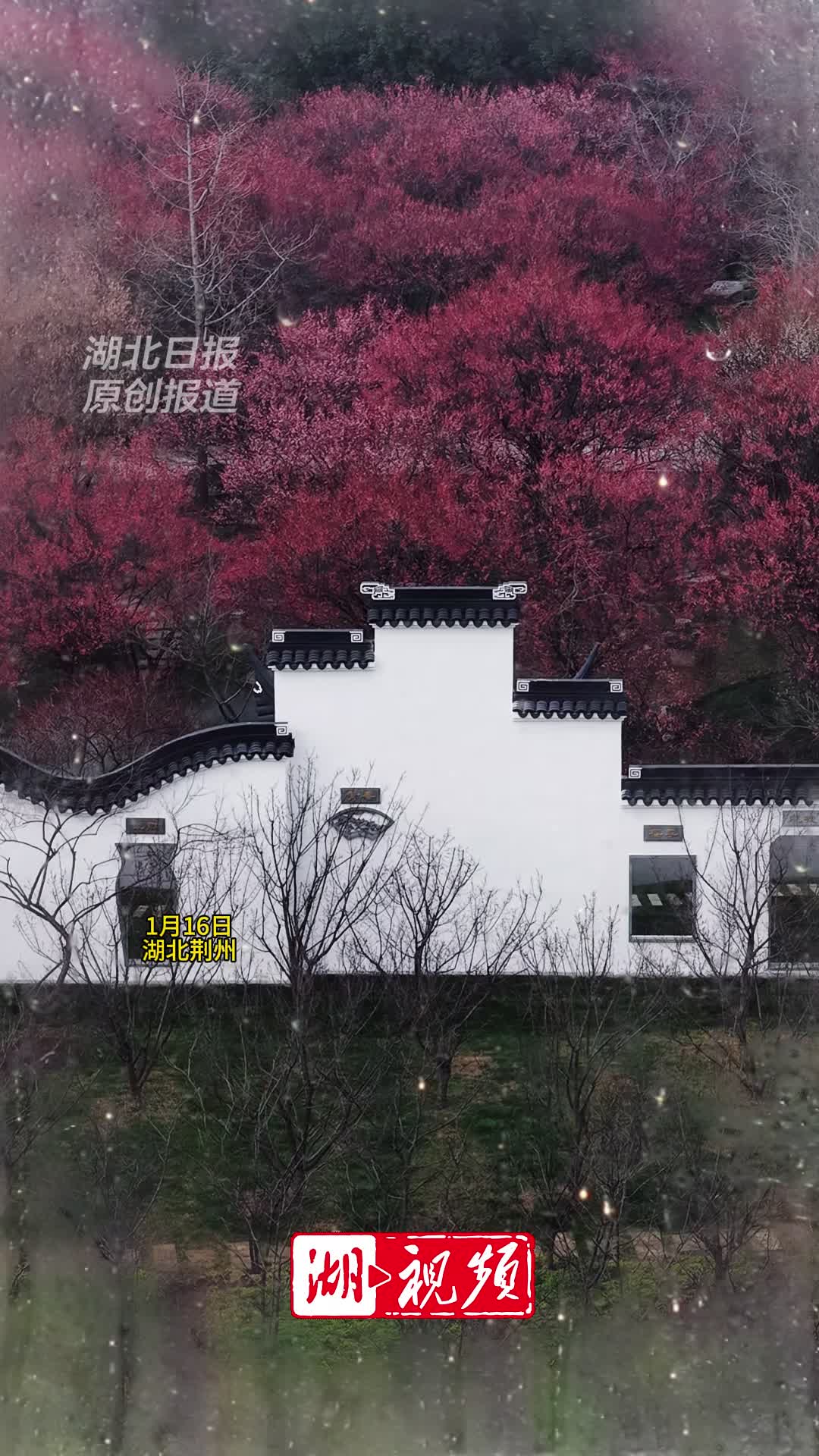 荆州赏梅正当时