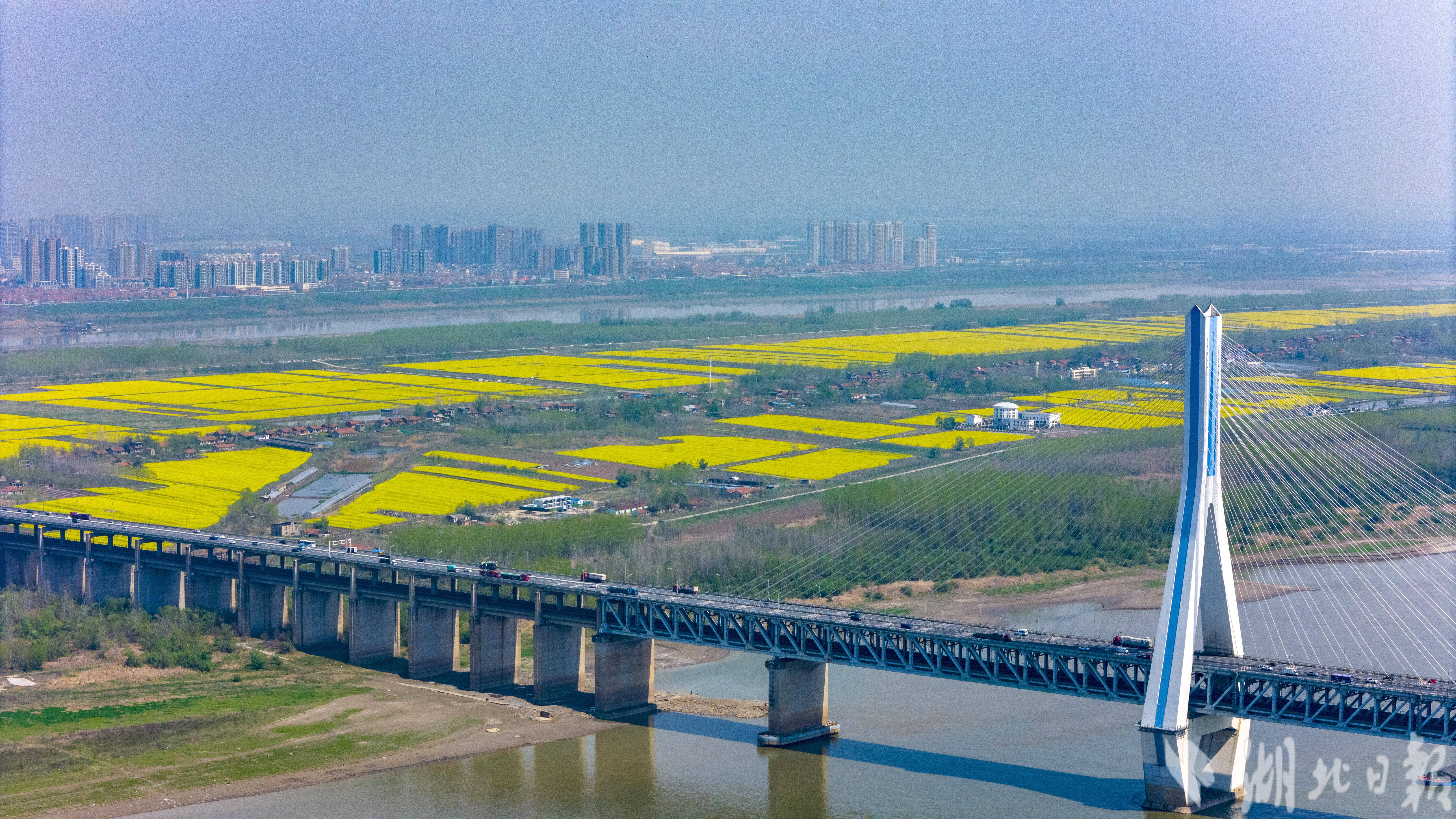 天兴洲变身油菜花岛