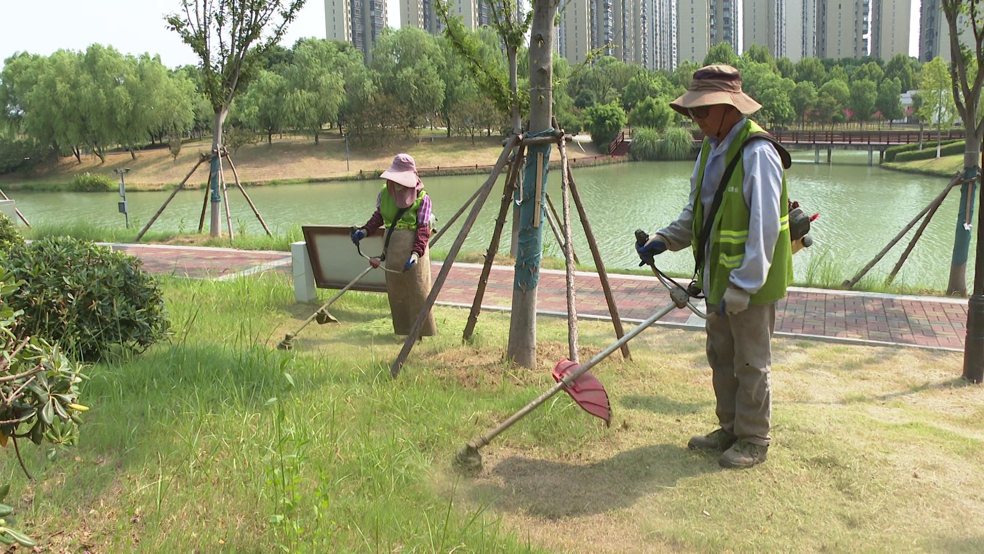 枝江园林人用汗水呵护高温下的绿意