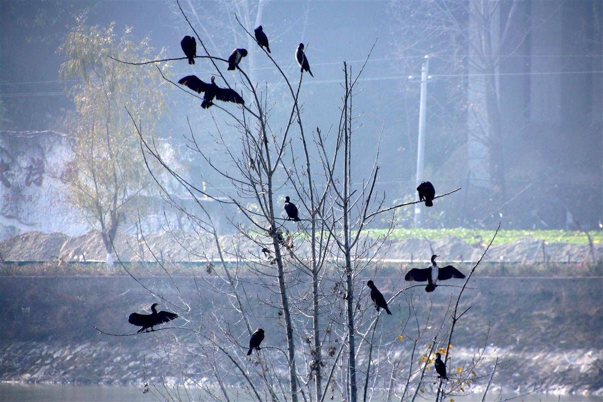 2025年12月3日，在湖北省十堰市郧阳湖国家湿地公园，一群鸬鹚在树枝上栖息。 (1).JPG
