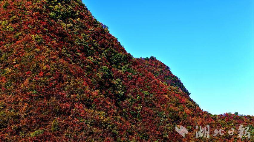 郧阳区大柳乡红叶满山美不胜收