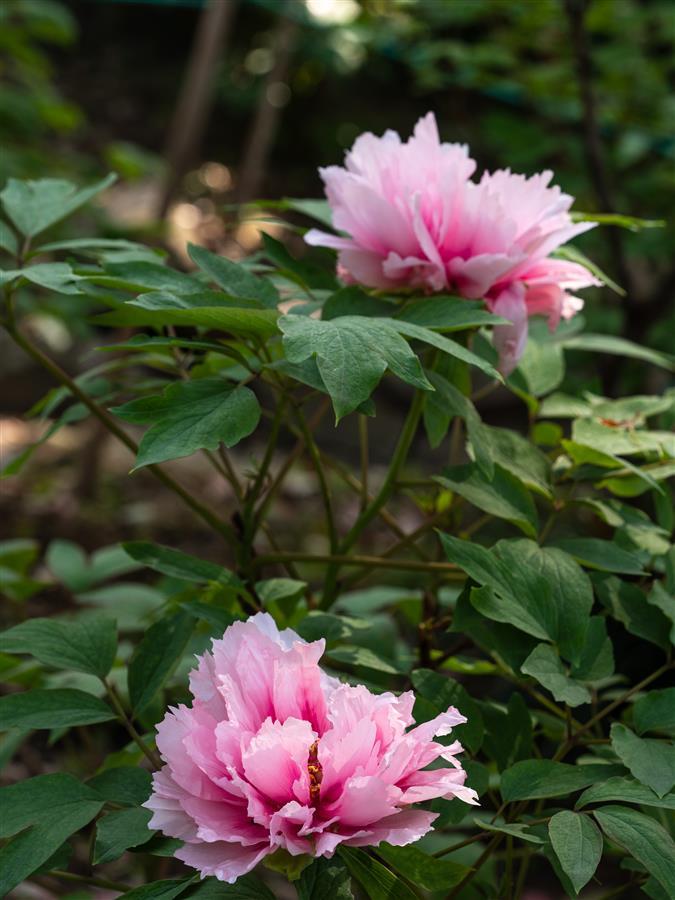 "花王"争艳 珍品黄牡丹亮相武汉植物园 - 湖北日报新闻客户端