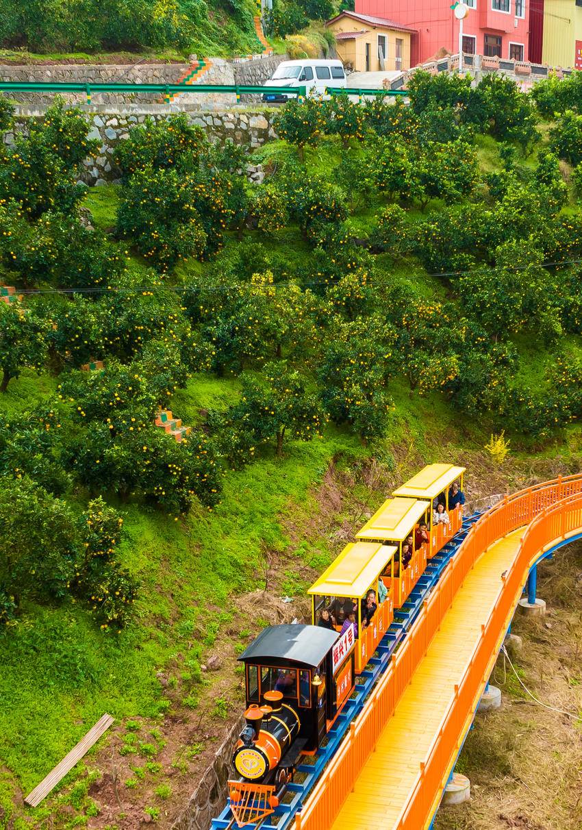 秭归脐橙果园变休闲观光园