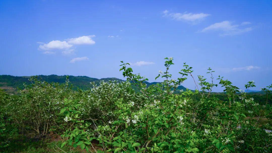 快来带你感受大悟珍珠花之美