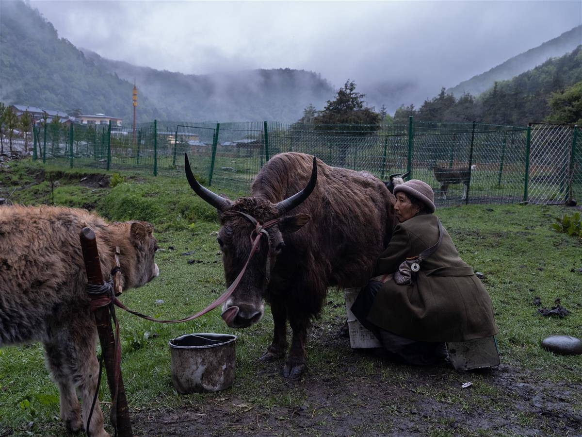 2023年7月，牛学拍摄卓嘎挤奶的镜头。.jpg