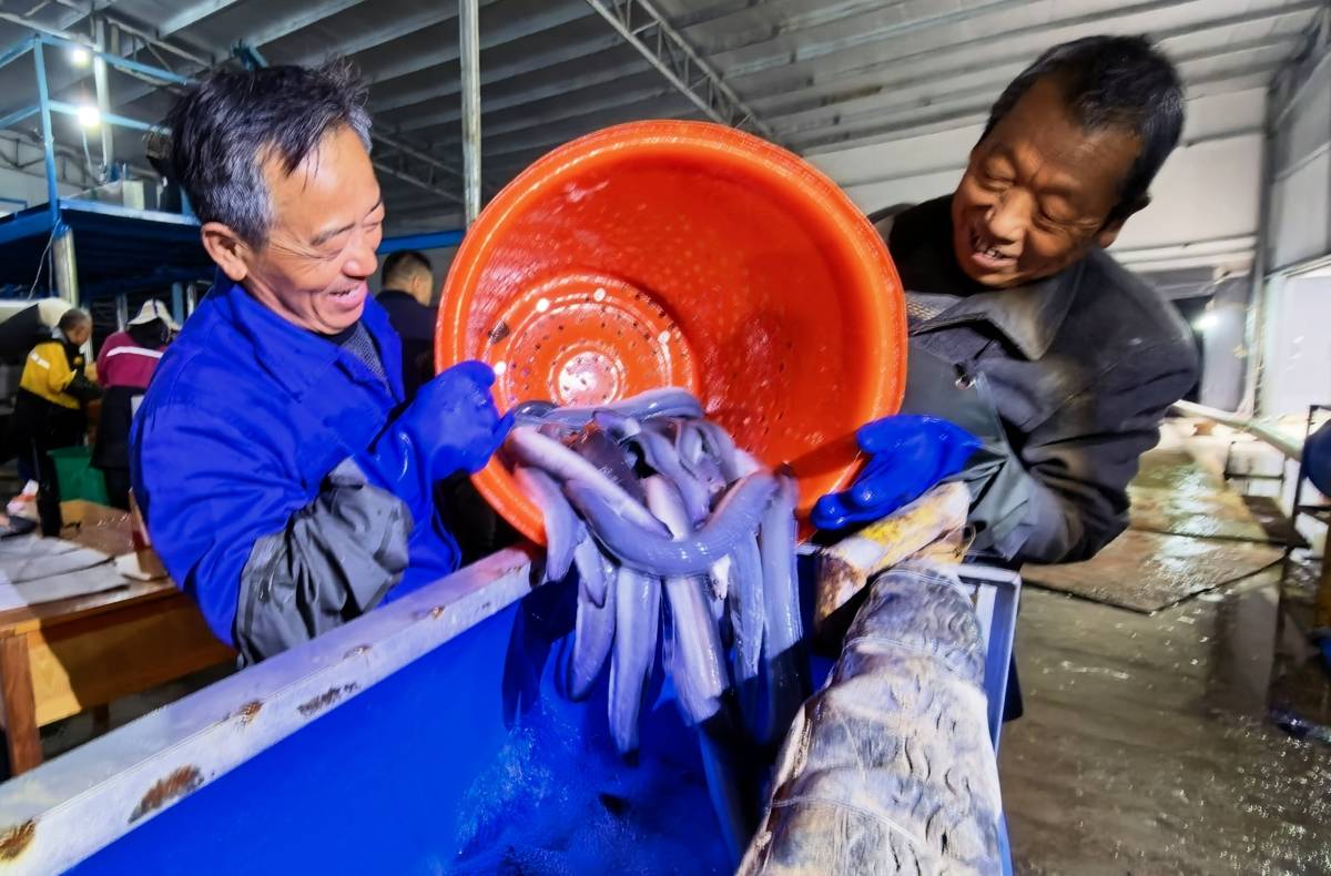 工人正在分拣鳗鱼。 （湖北日报通讯员 温宜飞 摄）.jpg