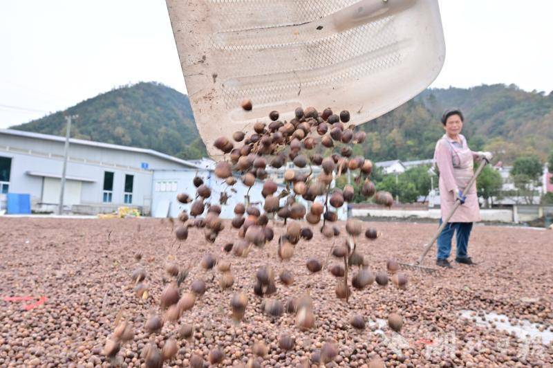 十堰三珍公司加工栎子出口日韩 - 湖北日报新闻客户端