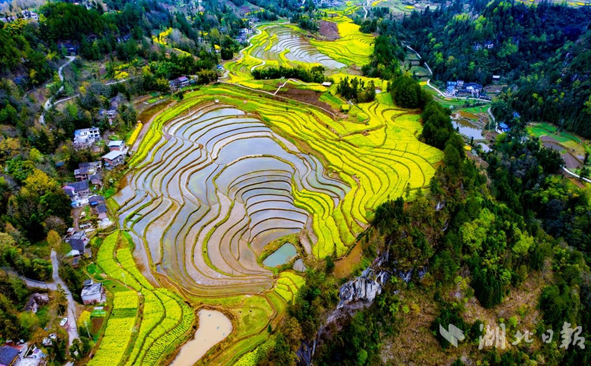利川长坪村悬崖上的指纹梯田美爆了