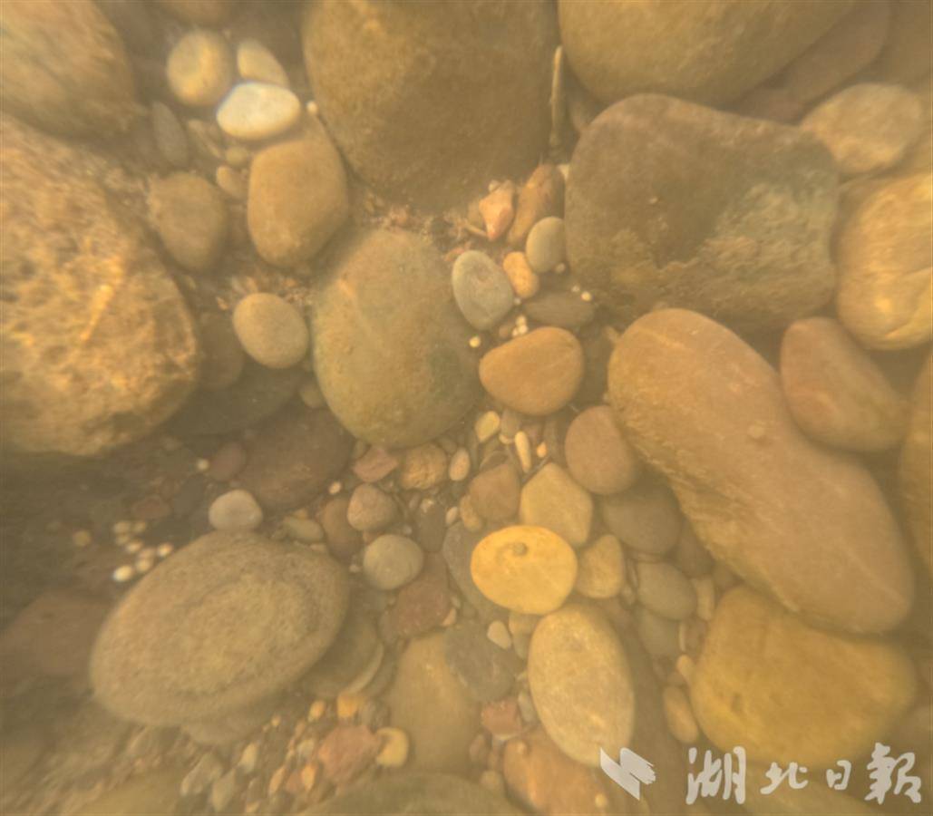 副本新闻稿-2025年赤水河长江鲟（1）(1)758.png